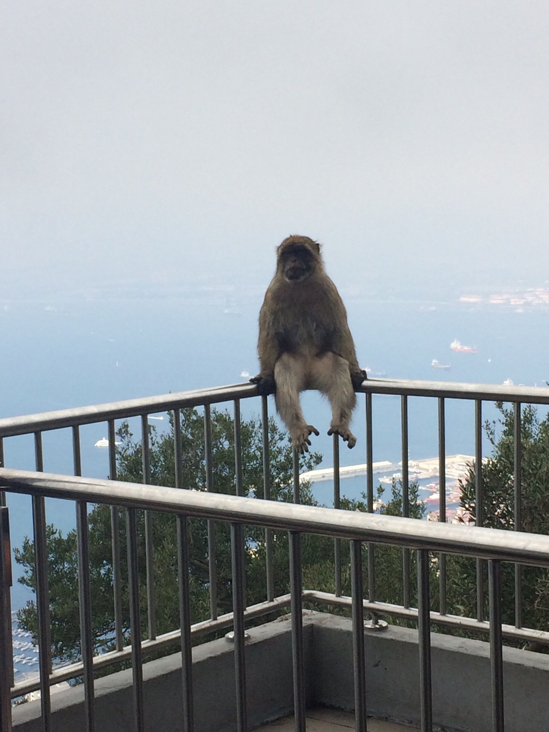 Monkey business at the top of Gibraltar rock. September 2016 🐒