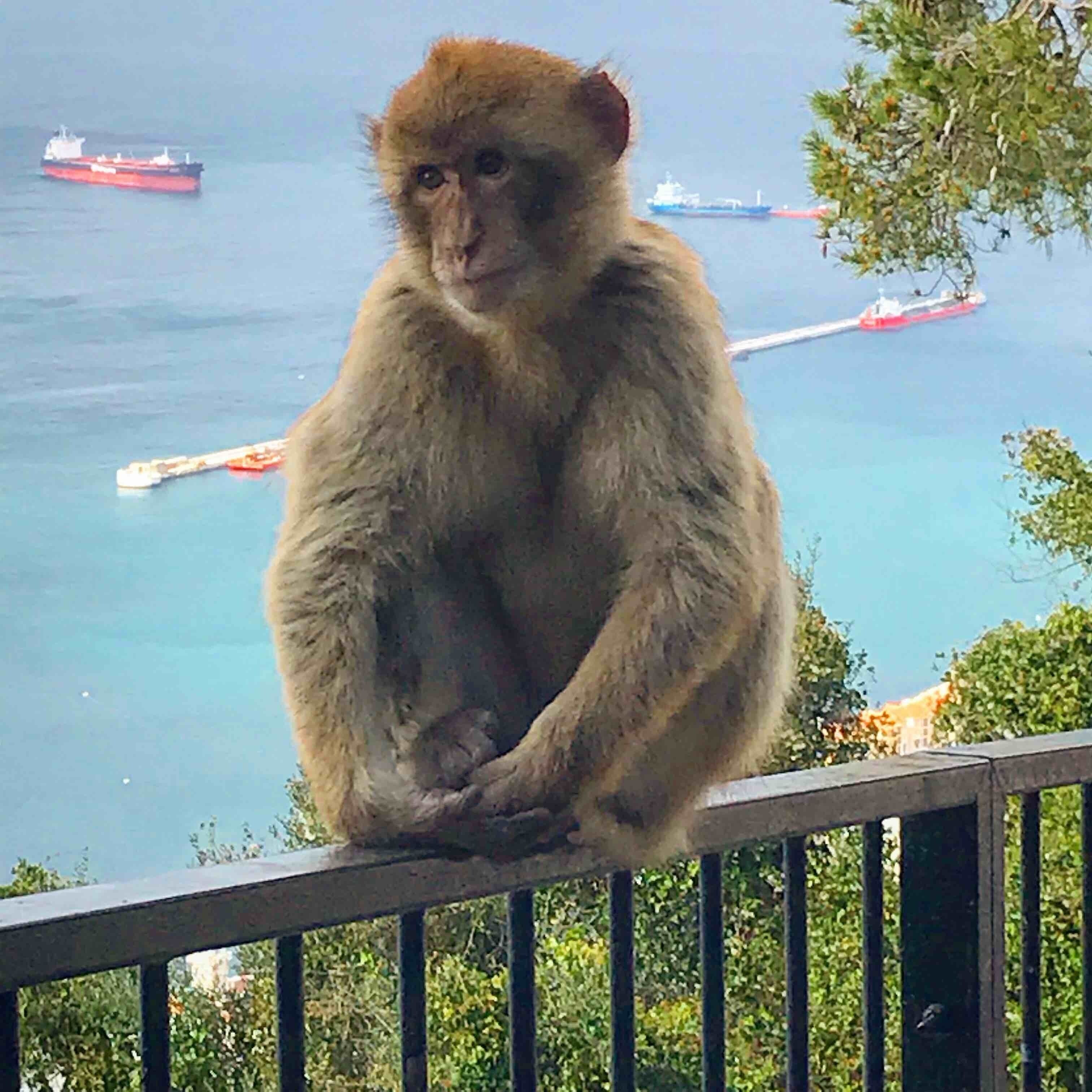 There are so many monkeys! This one was being particularly photogenic!