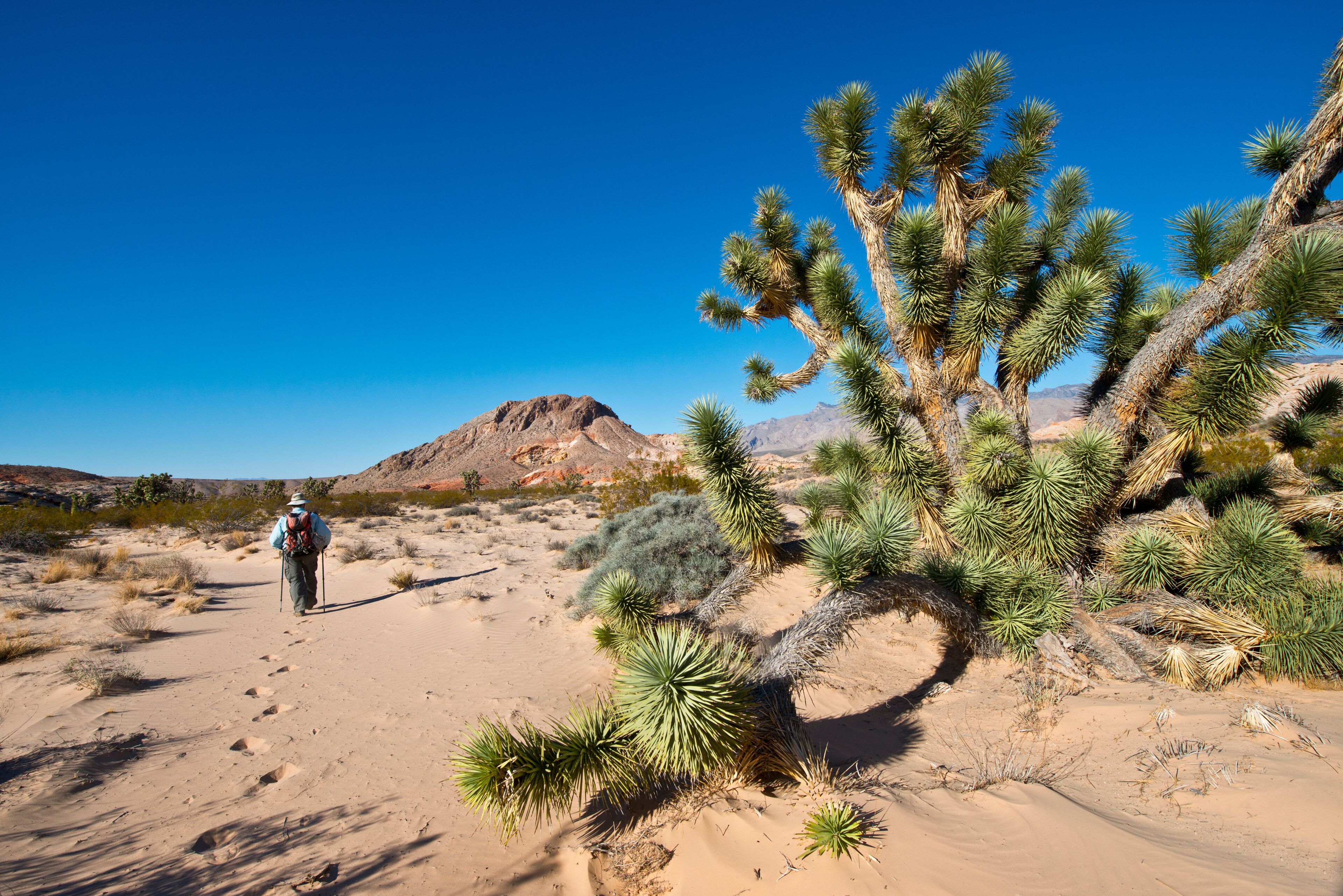 USA, Nevada, Mesquite. Gold Butte National Monument, Black Butte and hiker on the trail to Kohta Circus.
