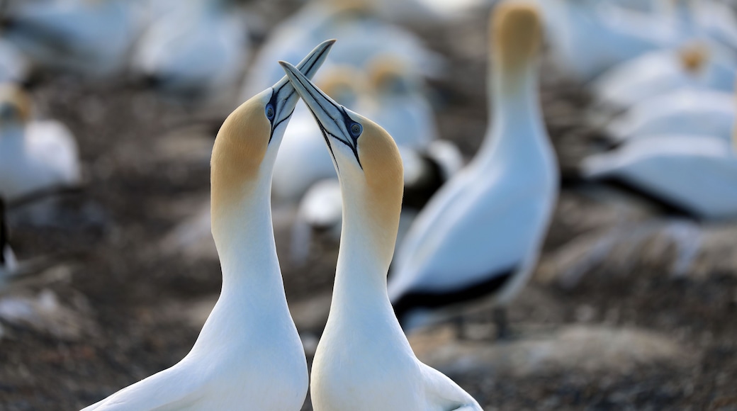 Tölpel in Neuseeland am Cape Kidnappers