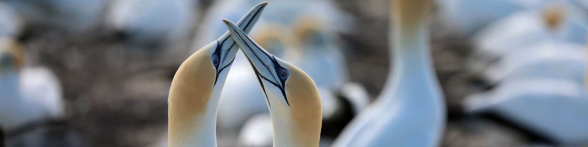 Tölpel in Neuseeland am Cape Kidnappers