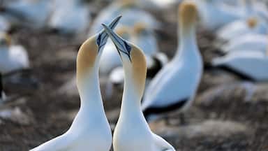 Tölpel in Neuseeland am Cape Kidnappers