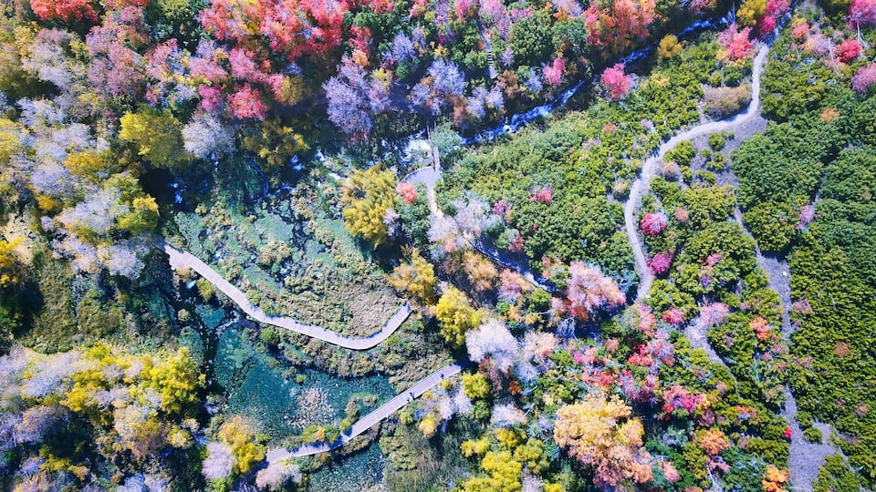 An aerial view of a winding road through a forest with diverse autumn foliage.