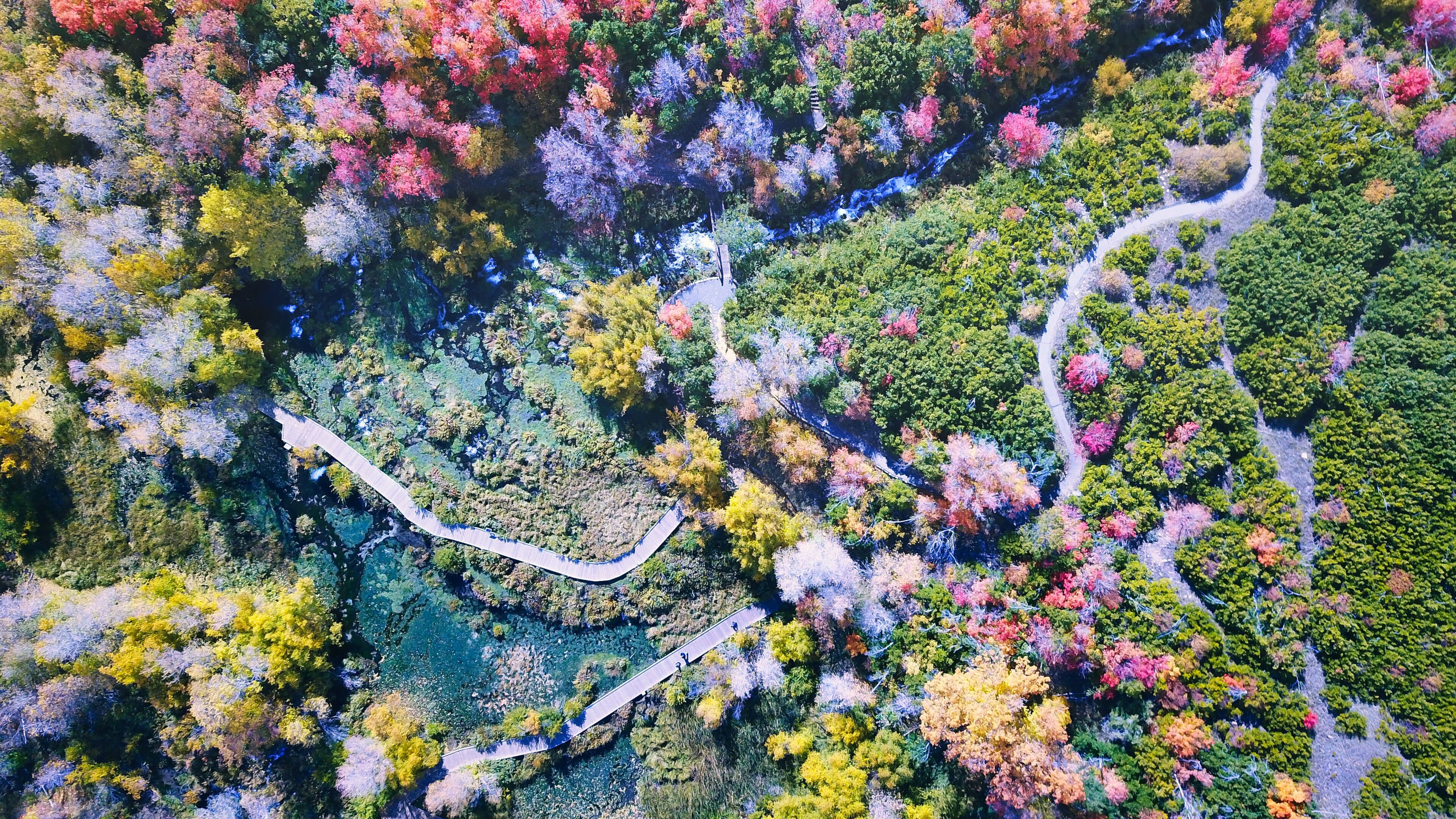An aerial view of a winding road through a forest with diverse autumn foliage.