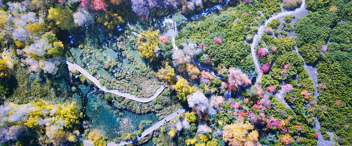 An aerial view of a winding road through a forest with diverse autumn foliage.