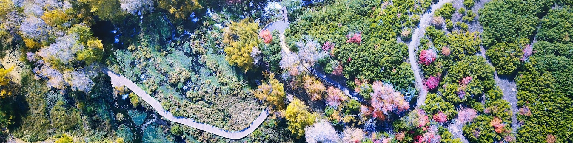 An aerial view of a winding road through a forest with diverse autumn foliage.