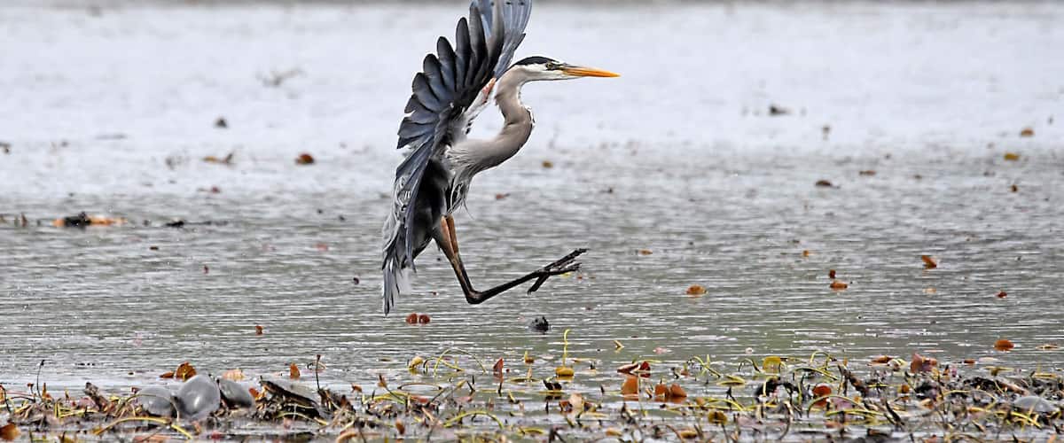 A heron taking off from a muddy shore with water and scattered leaves.
