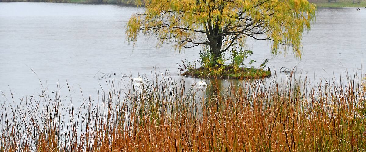 In October we drove just under 5000 miles through 10 states and some of the best fall color was just an hour's drive from home at Kensington Metropark.  
#Trovember