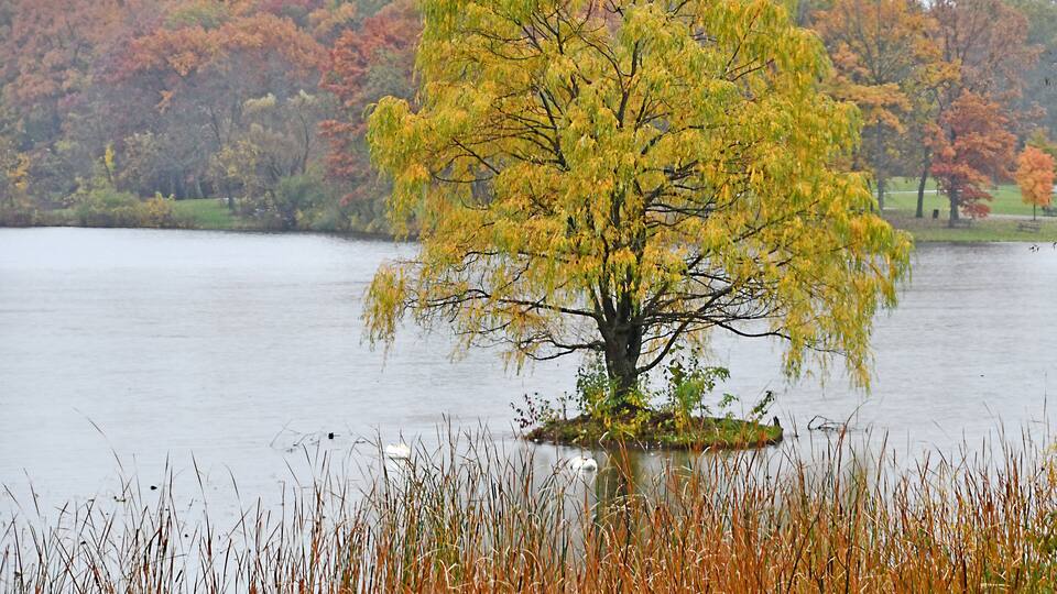 A weeping willow tree on an island in a lake surrounded by autumn foliage.