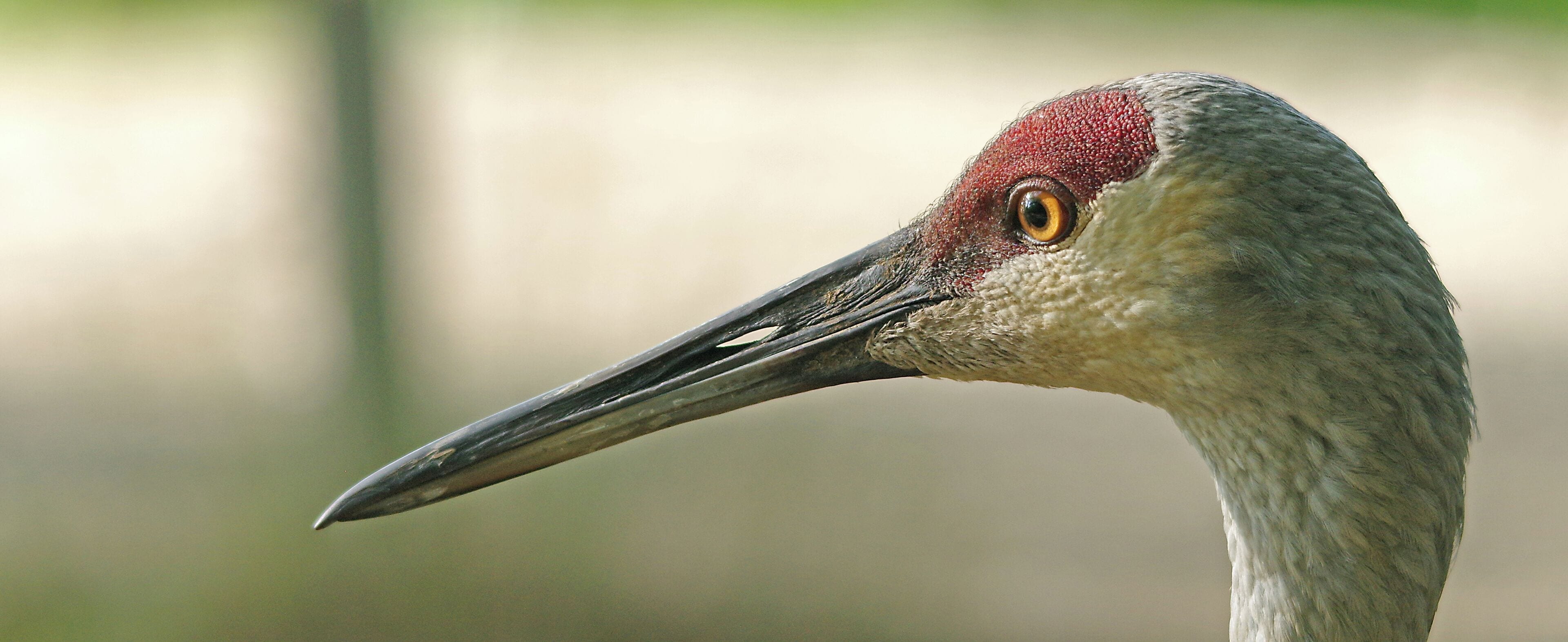A close-up of a bird's head with a long beak and red head.
