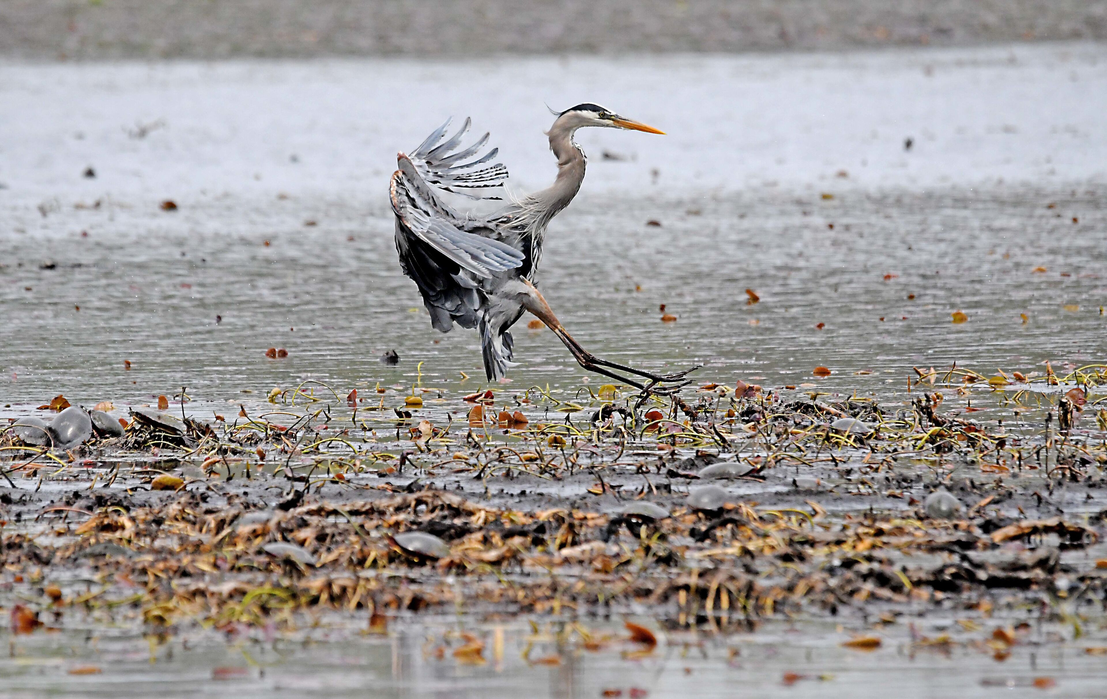 May 16 2019 - Landing #2 - Heron changing fishing spot.