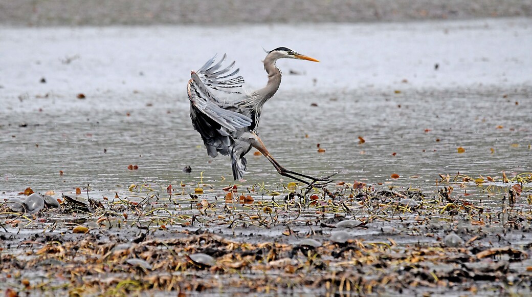 May 16 2019 - Landing #2 - Heron changing fishing spot.
