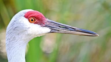 Sandhill Crane #4
Whether stepping singly across a wet meadow or filling the sky by the hundreds and thousands, Sandhill Cranes have an elegance that draws attention. These tall, gray-bodied, crimson-capped birds breed in open wetlands, fields, and prairies across North America. They group together in great numbers, filling the air with distinctive rolling cries. Mates display to each other with exuberant dances that retain a gangly grace. Sandhill Crane populations are generally strong, but isolated populations in Mississippi and Cuba are endangered.