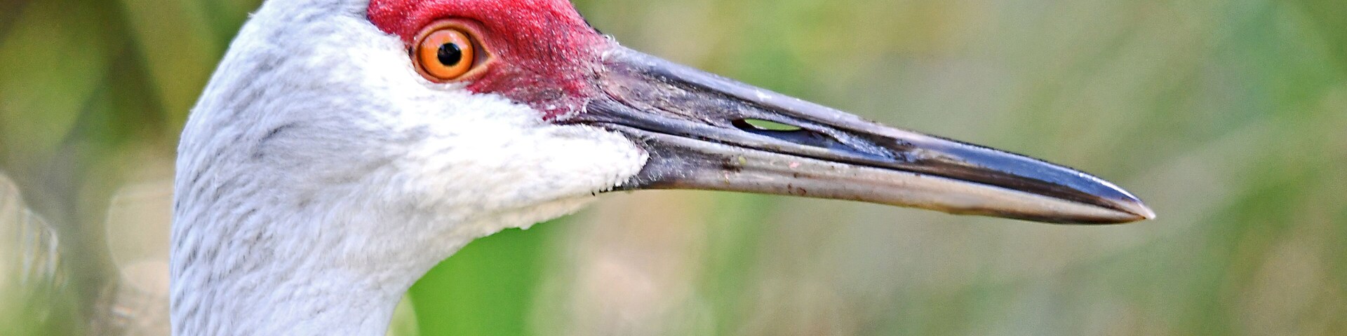 Sandhill Crane #4
Whether stepping singly across a wet meadow or filling the sky by the hundreds and thousands, Sandhill Cranes have an elegance that draws attention. These tall, gray-bodied, crimson-capped birds breed in open wetlands, fields, and prairies across North America. They group together in great numbers, filling the air with distinctive rolling cries. Mates display to each other with exuberant dances that retain a gangly grace. Sandhill Crane populations are generally strong, but isolated populations in Mississippi and Cuba are endangered.