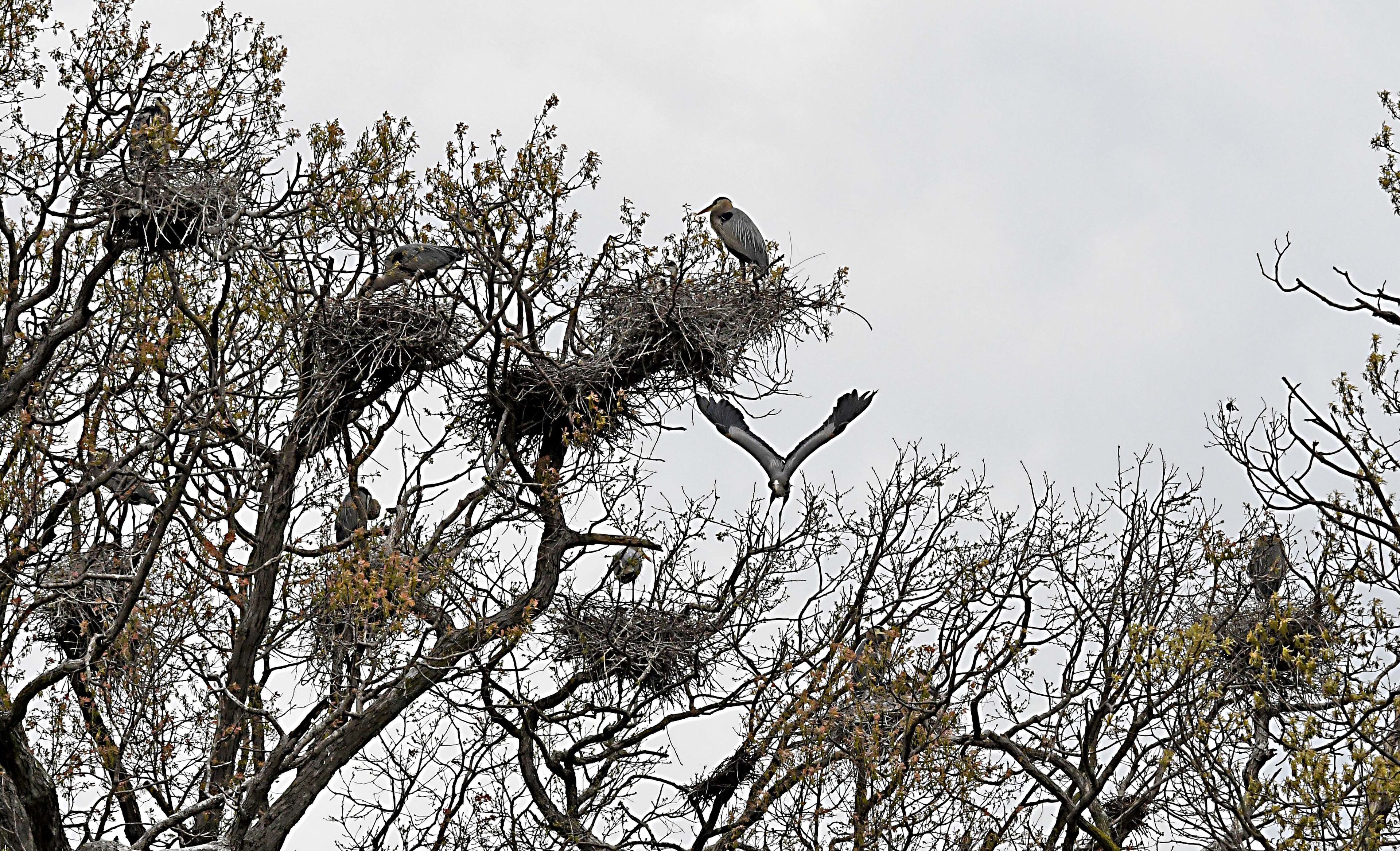 May 16 2019 - Rookery #2 - It always amazes me to see these big birds up in the treetops.