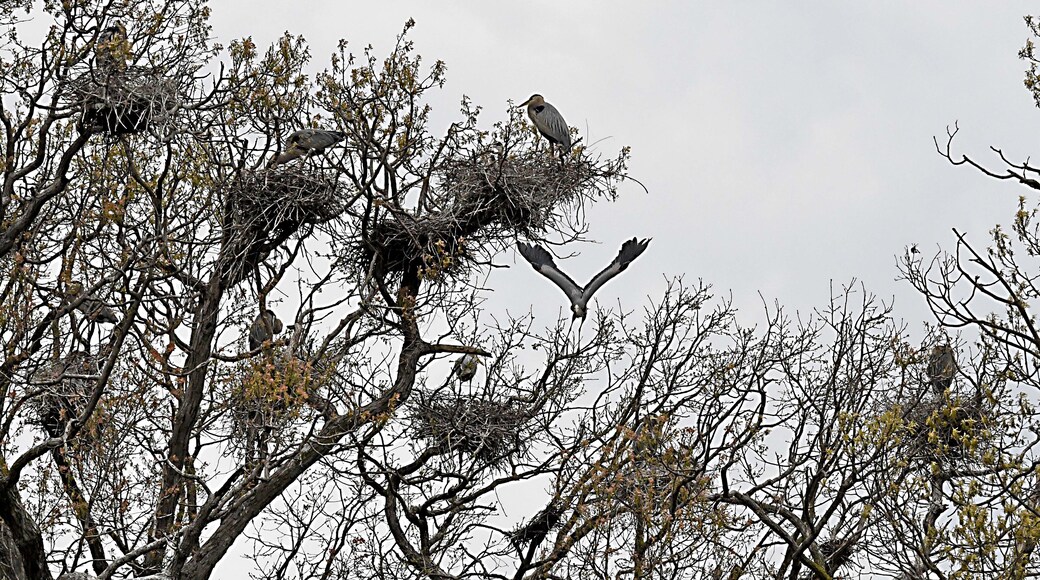 May 16 2019 - Rookery #2 - It always amazes me to see these big birds up in the treetops.