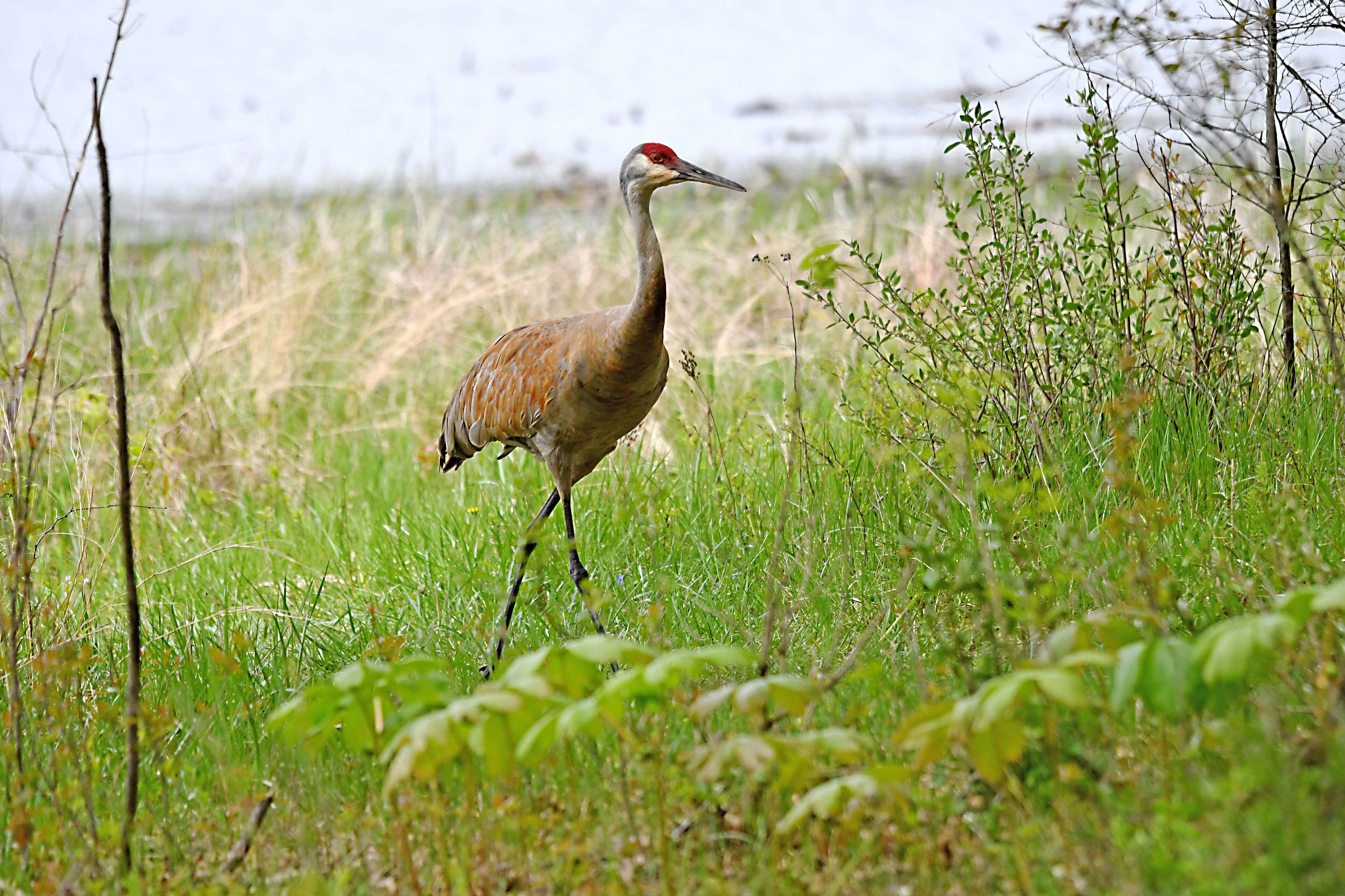 A bird walking through a grassy field.