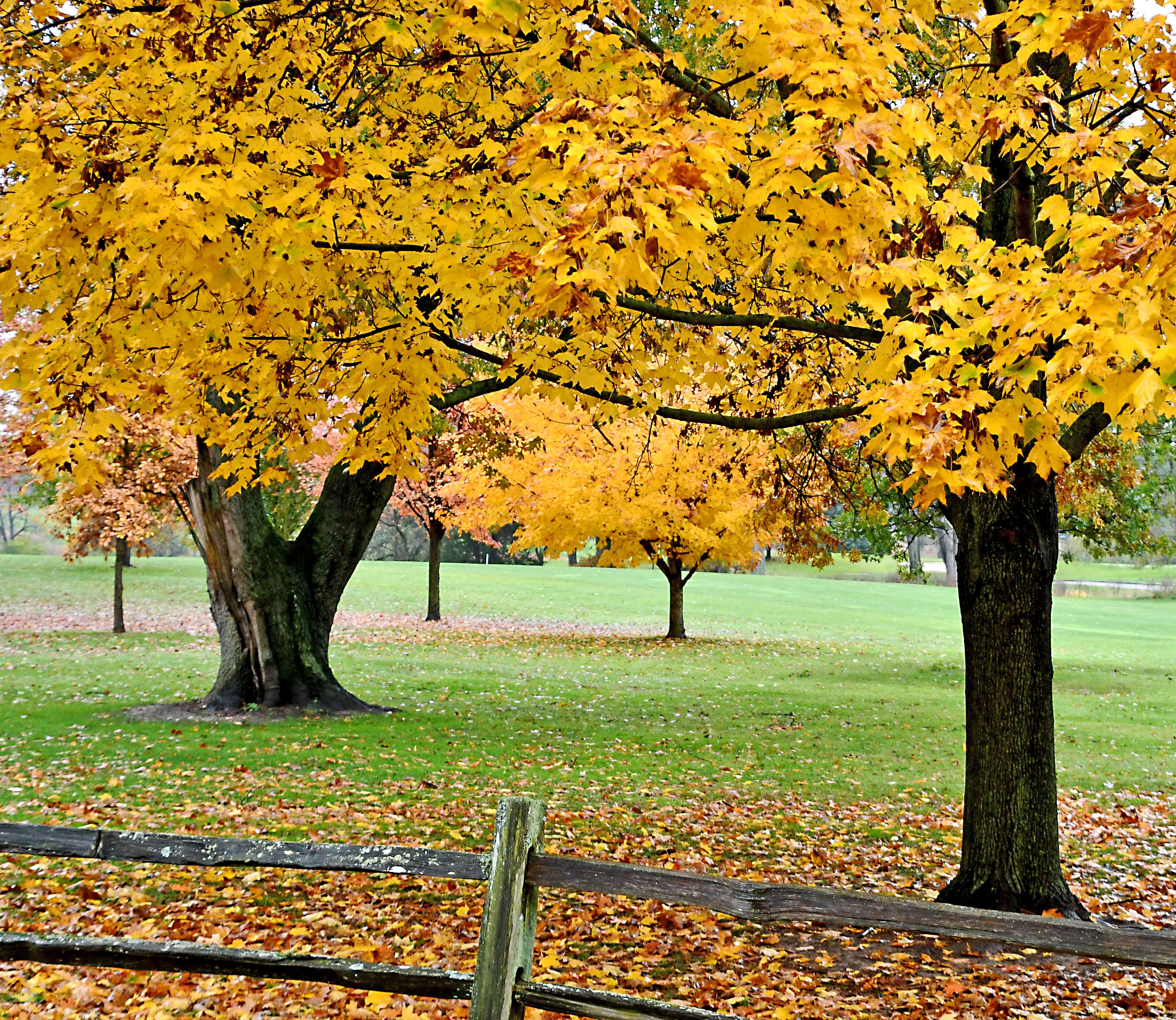 A park with yellow autumn leaves, a wooden fence, and green grass.