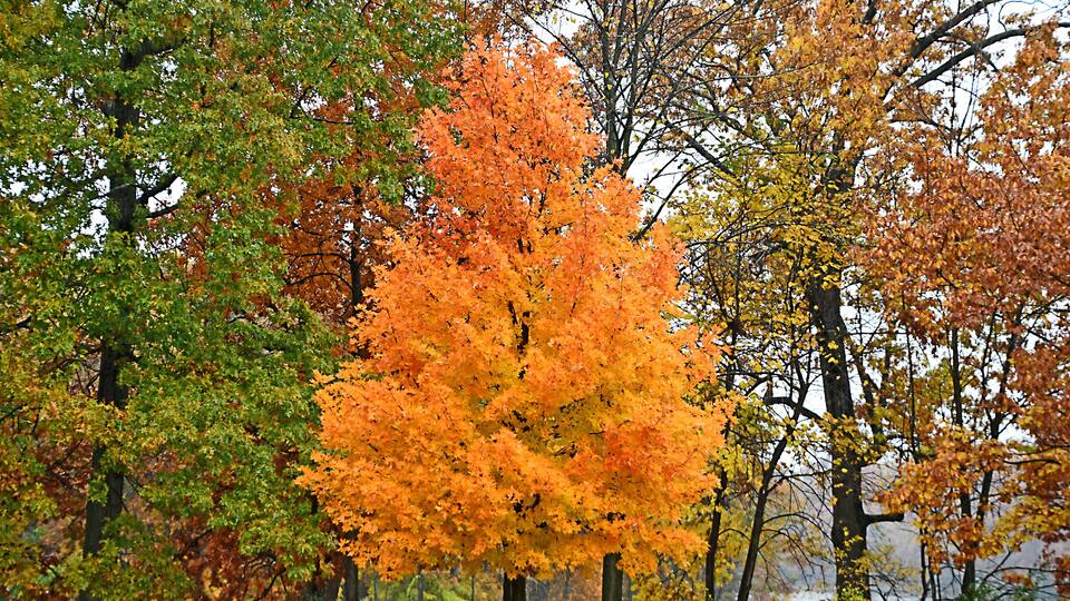 A park with autumn trees displaying orange and green foliage.