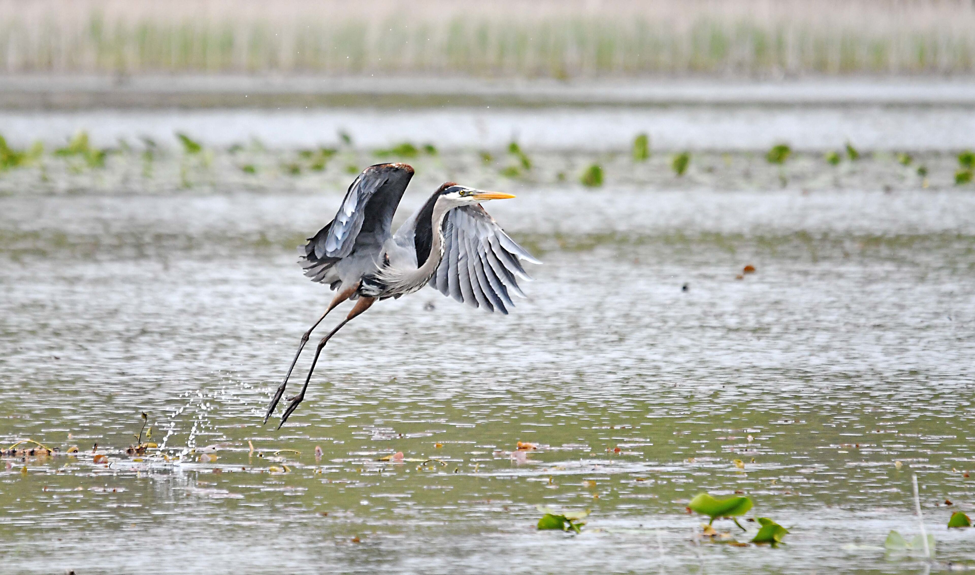 May 16 2019 - Takeoff #2 - Heron changing fishing spot.
