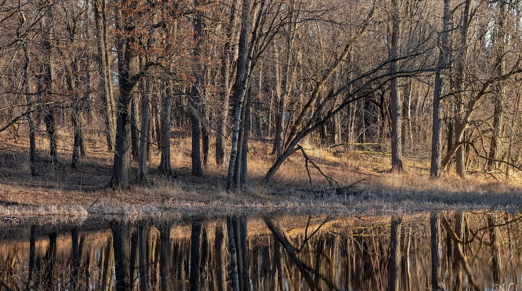 Panoramic view of leafless trees by the lake during spring time in Michigan countryside.