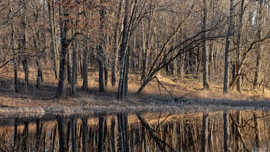 Panoramic view of leafless trees by the lake during spring time in Michigan countryside.