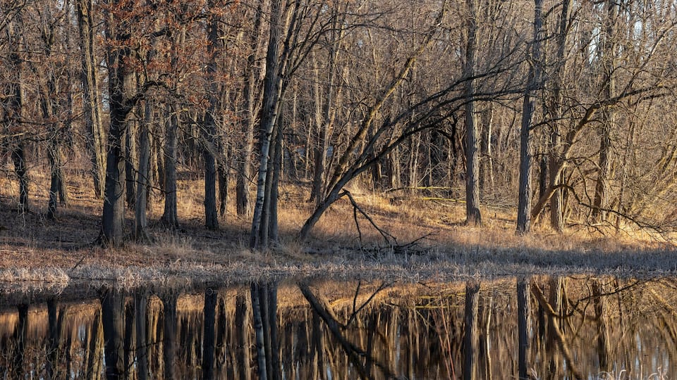 A forest with tall trees and a calm body of water reflecting the trees.