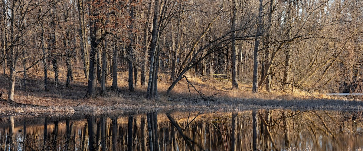 A forest with tall trees and a calm body of water reflecting the trees.