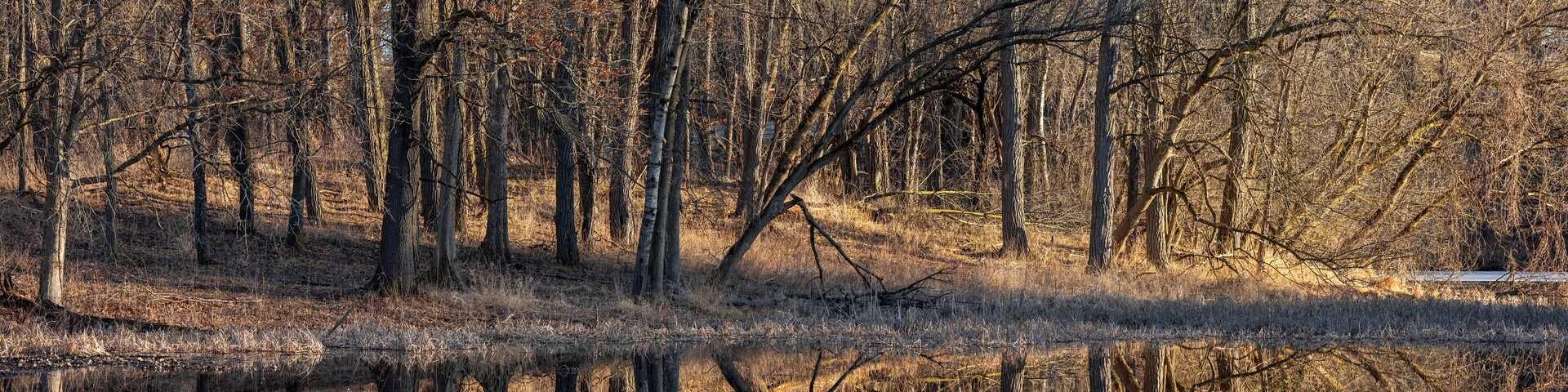 A forest with tall trees and a calm body of water reflecting the trees.