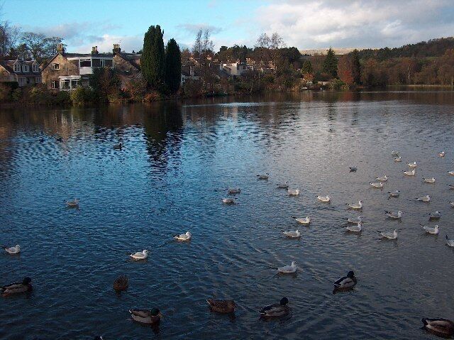 Tannoch Loch, Milngavie. A small loch in a residential area, much loved by wildfowl and locals. Campsie Fells in the distance beyond the woodland.
