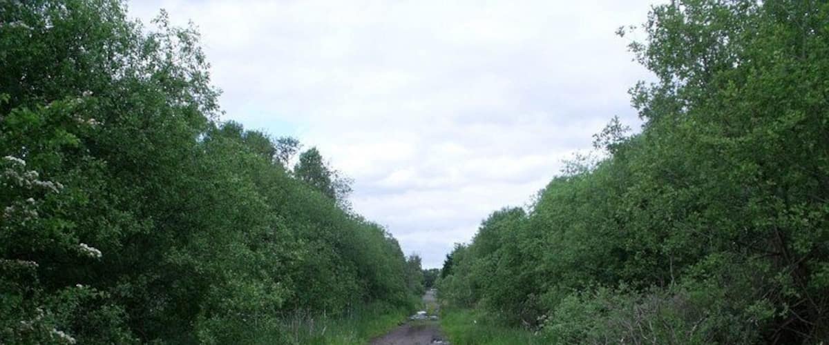 A rural road flanked by dense greenery and trees.