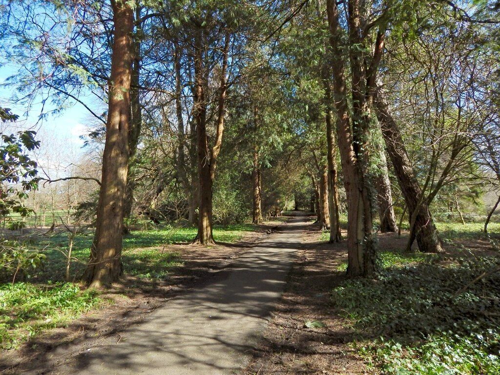 Uma trilha arborizada com árvores altas e um céu claro.