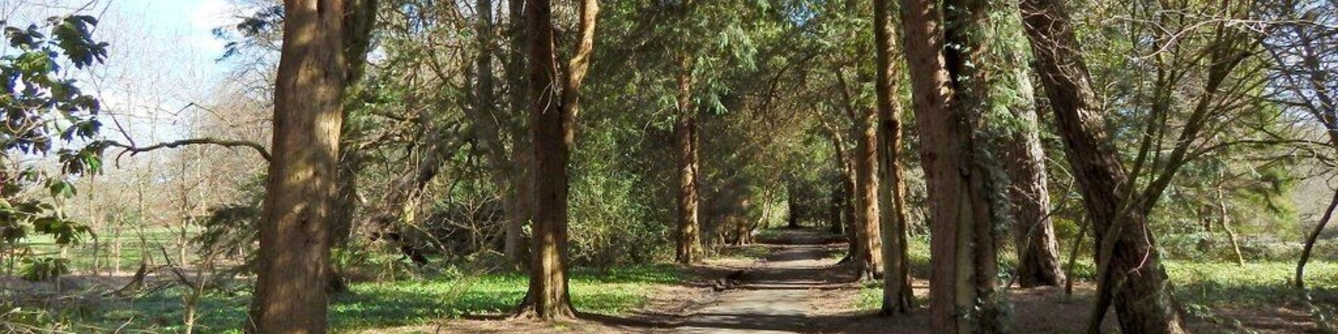 Uma trilha arborizada com árvores altas e um céu claro.