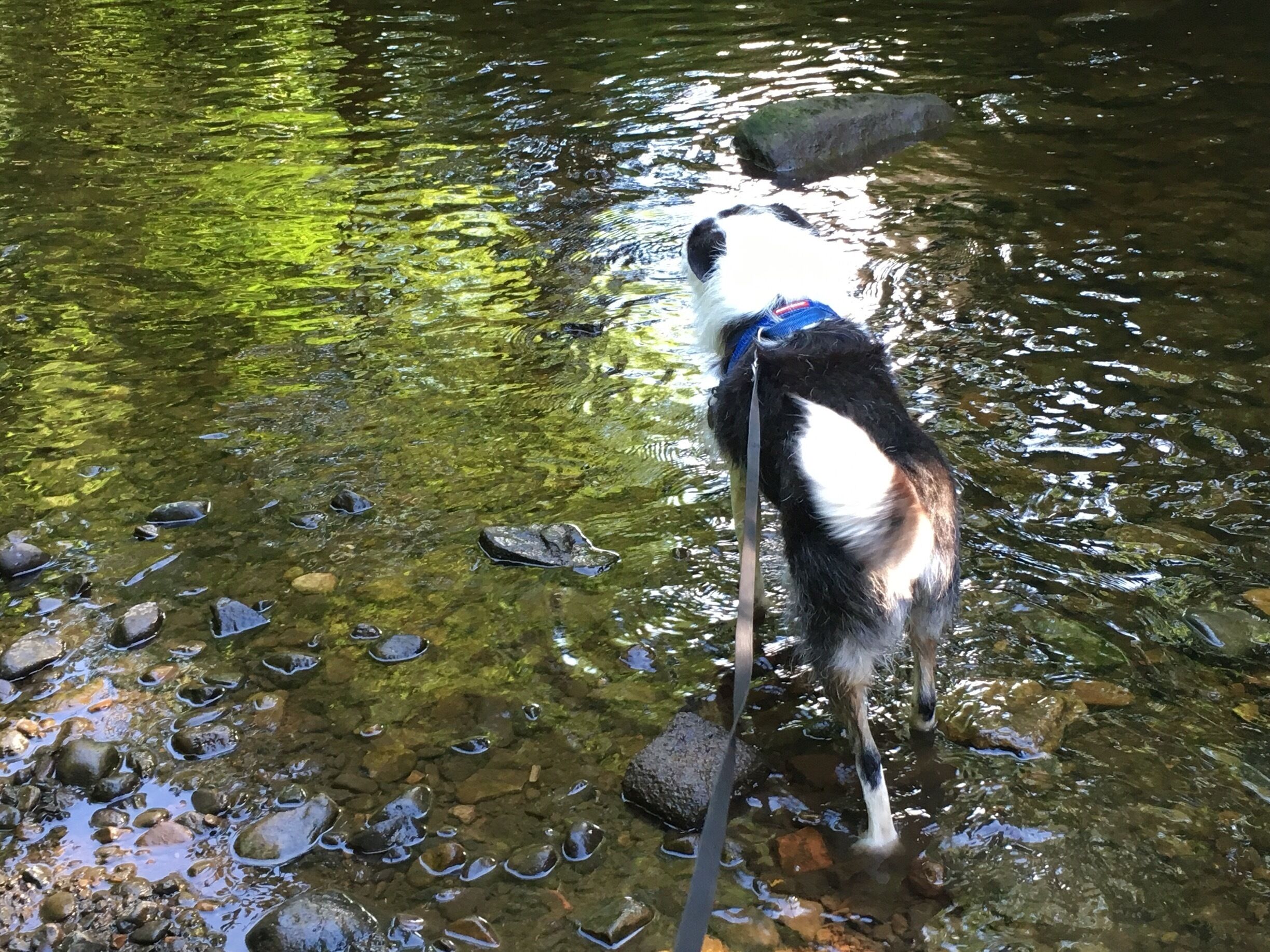 Gracie cooling off on this beautiful sunny day #hottestdayofthesummer 😊