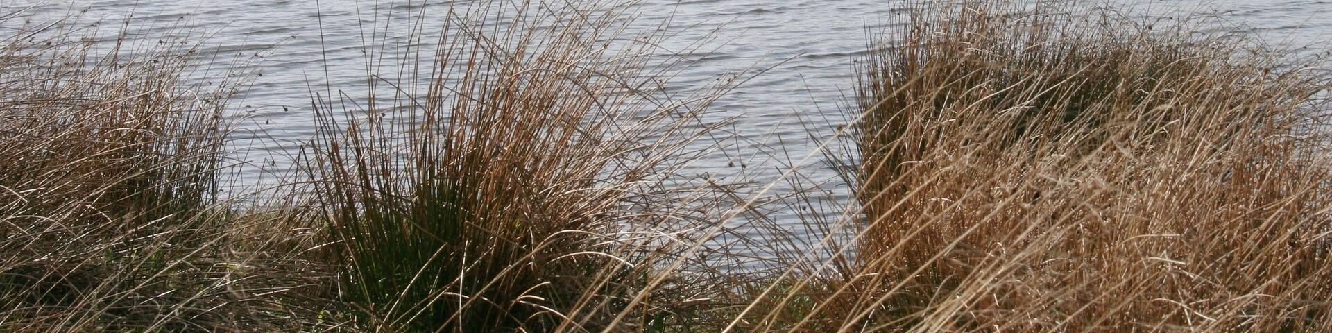Mute Swan, Hogganfield Park Local Nature Reserve