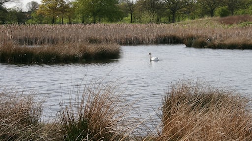 Mute Swan, Hogganfield Park Local Nature Reserve