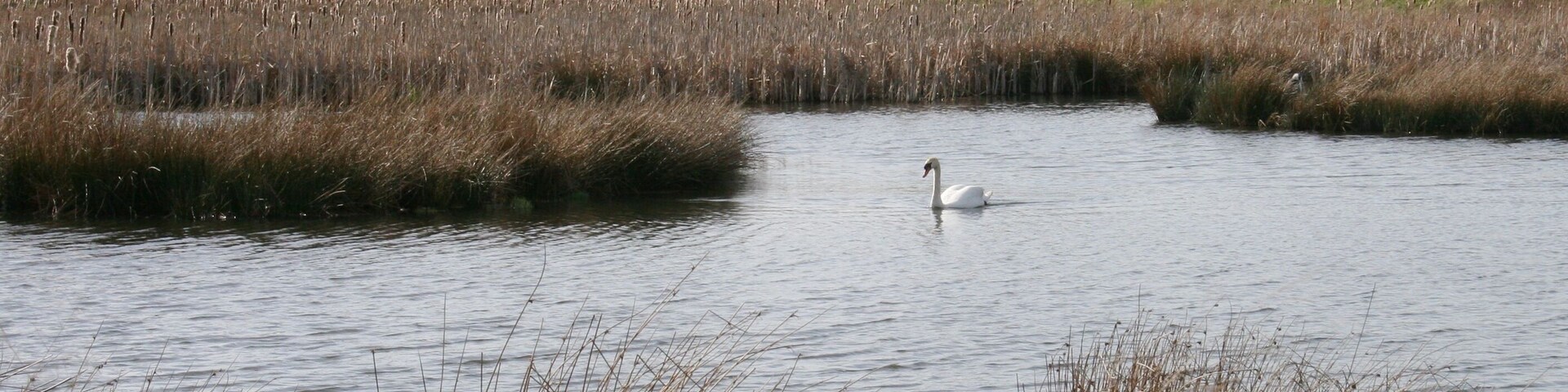 Mute Swan, Hogganfield Park Local Nature Reserve