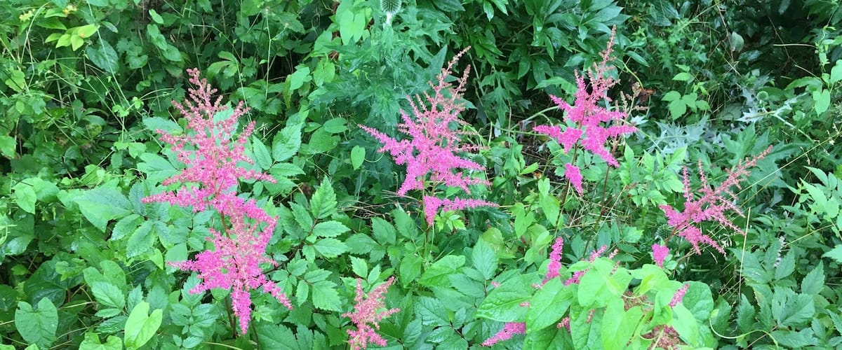 A garden with green foliage and pink flowering plants.