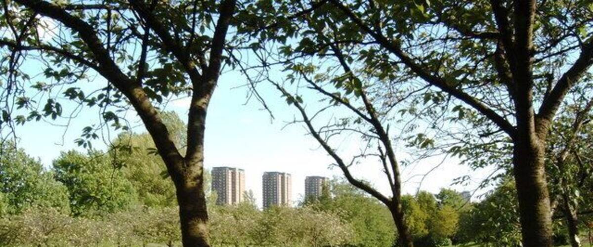 A park with green grass, trees, and tall buildings in the background.