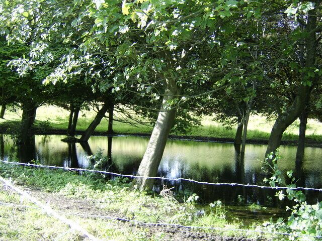 Trees in a pool of water
