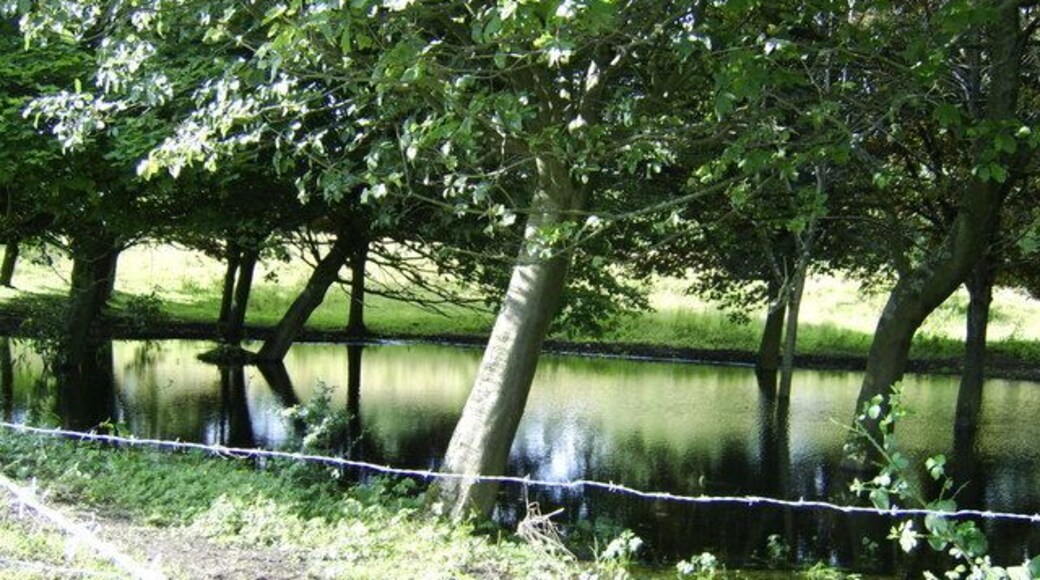 Trees in a pool of water