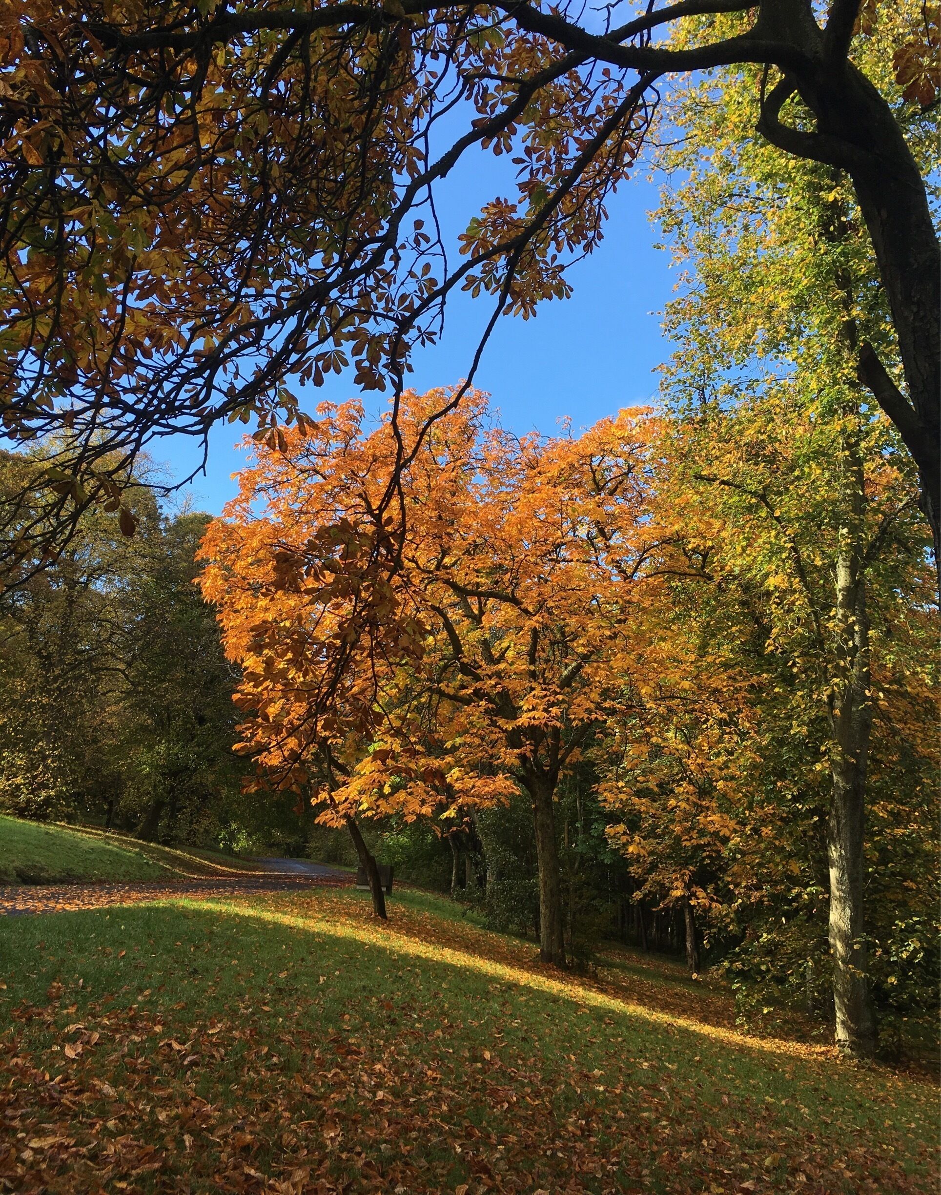 Autumn in Bellahouston Park