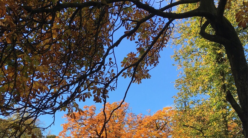 Autumn in Bellahouston Park