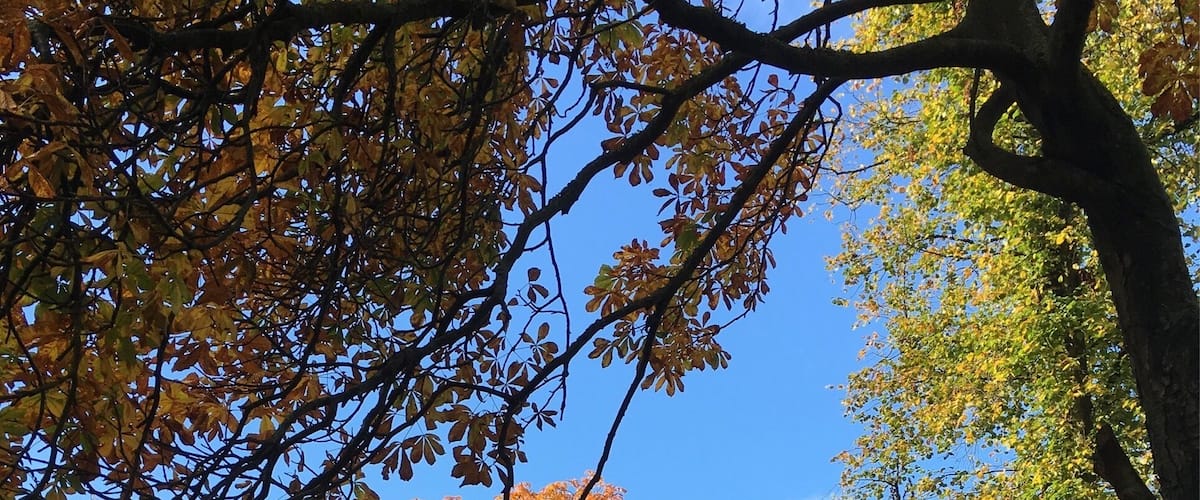 Autumn in Bellahouston Park