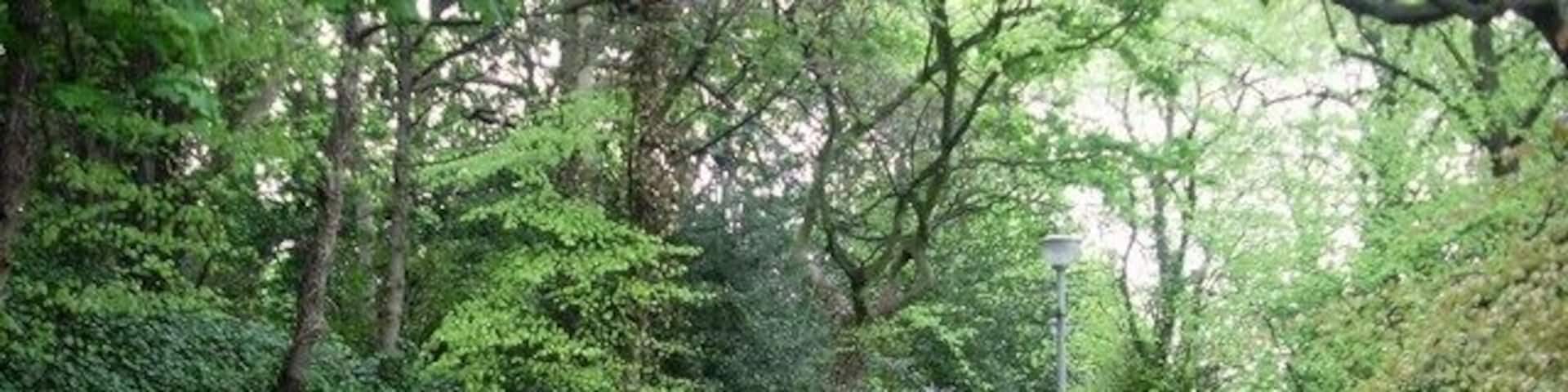 Pathway through woods near Mount Vernon Station Just off Hamilton Road.