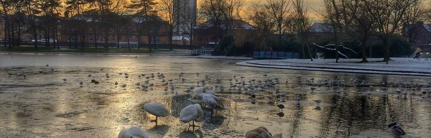 Some swans on the frozen pond in Victoria park in Glasgow today. Sun was doing its best but it was still freezing.