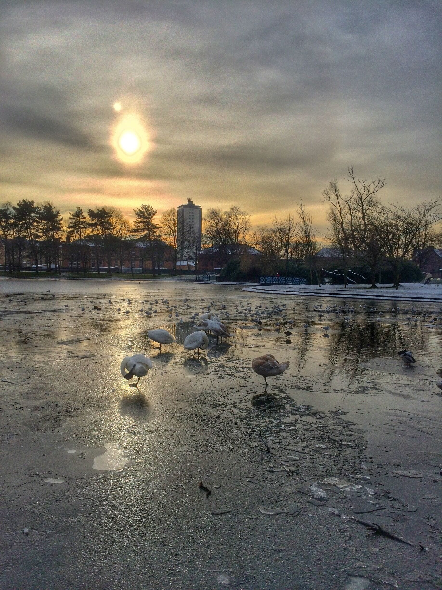 A frozen lake with ducks and a sunset in the background.