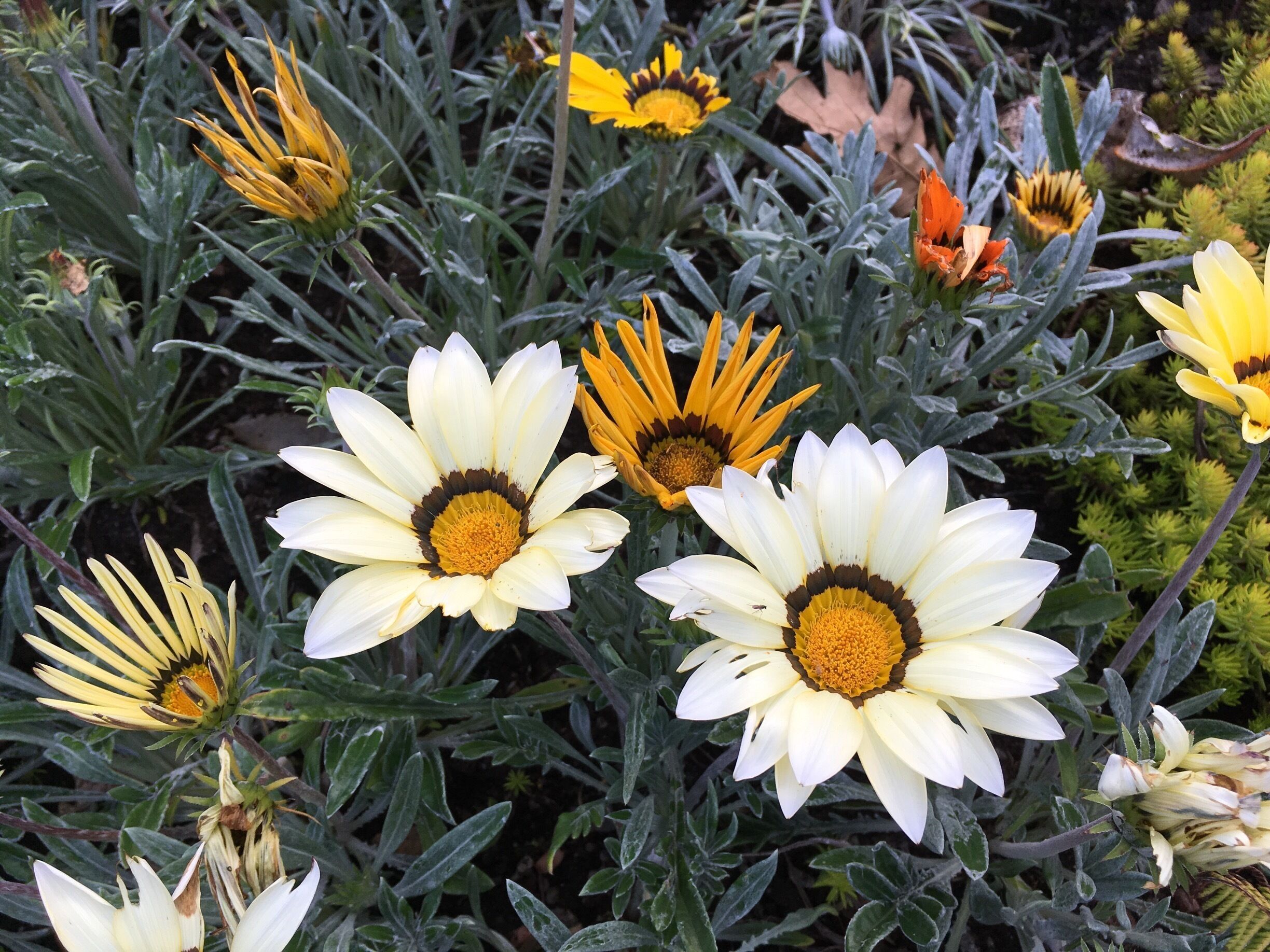 Pretty flowers in the garden 😊