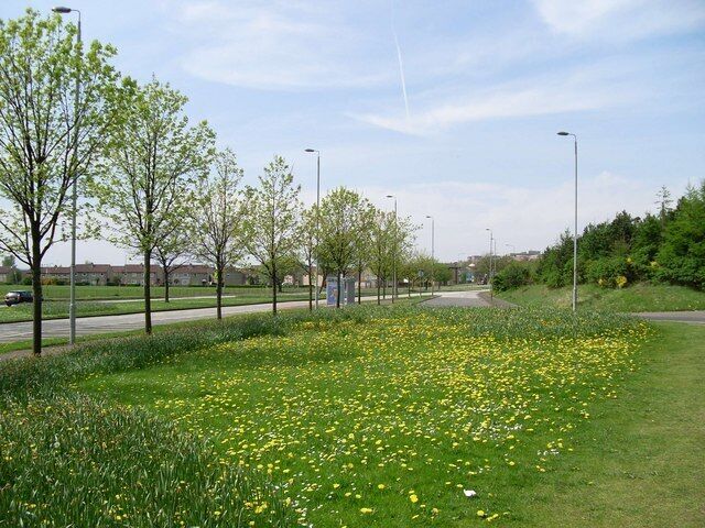 Daffodils grow by Great Western Road At the off-ramp to Duntreath Avenue.