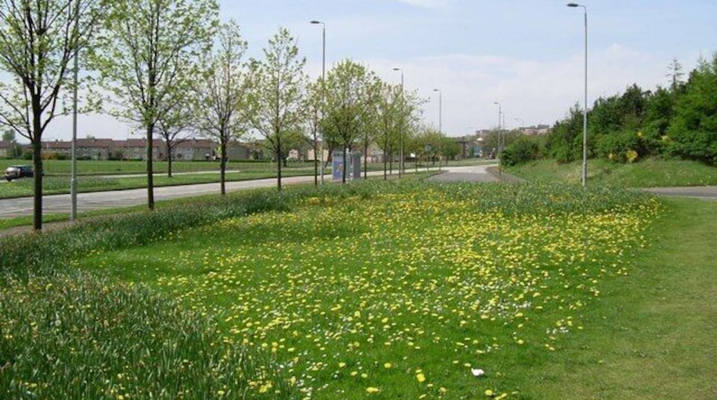 Daffodils grow by Great Western Road At the off-ramp to Duntreath Avenue.